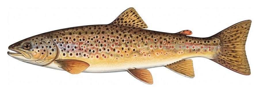 Illustration of a brown trout