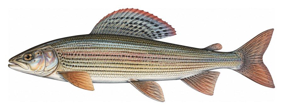 Illustration of a grayling