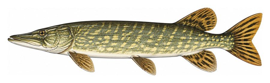 Illustration of a pike